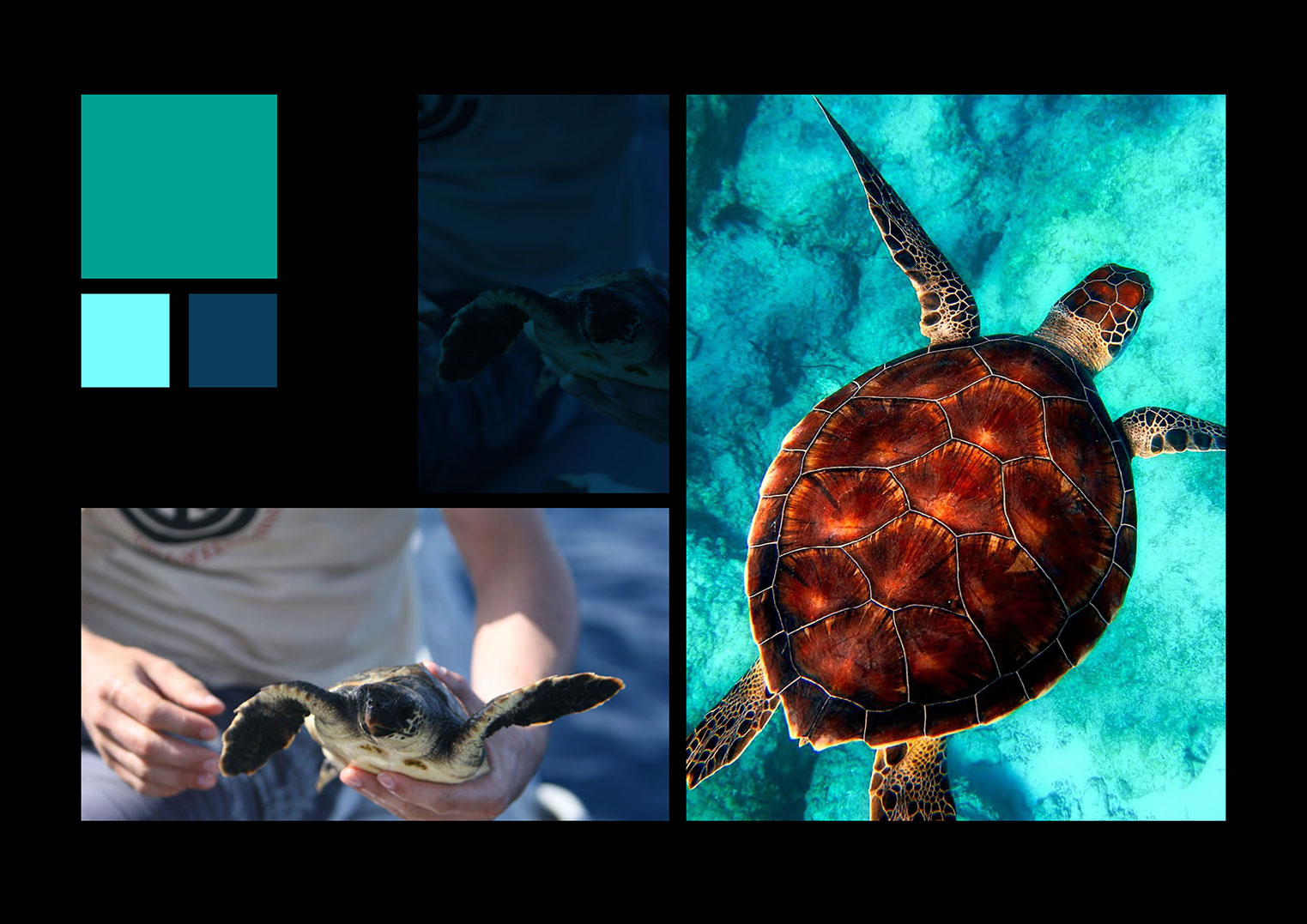 Corporate Design für Sea Turtle Rescue Alliance